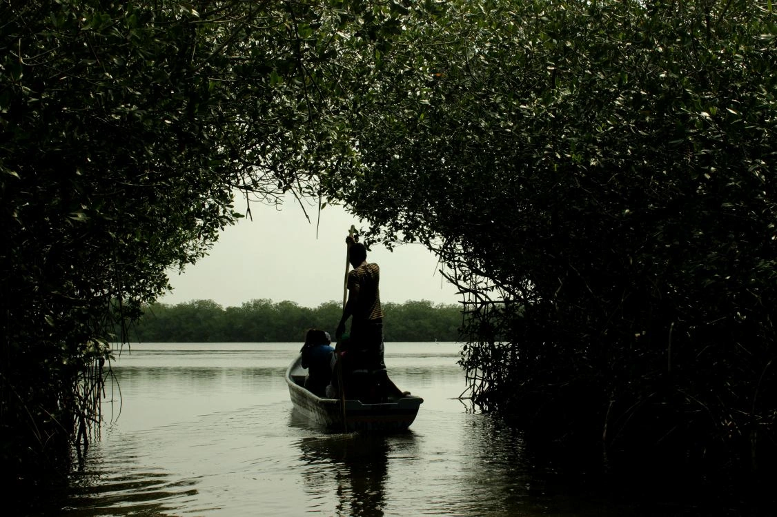 Manglares de La Boquilla