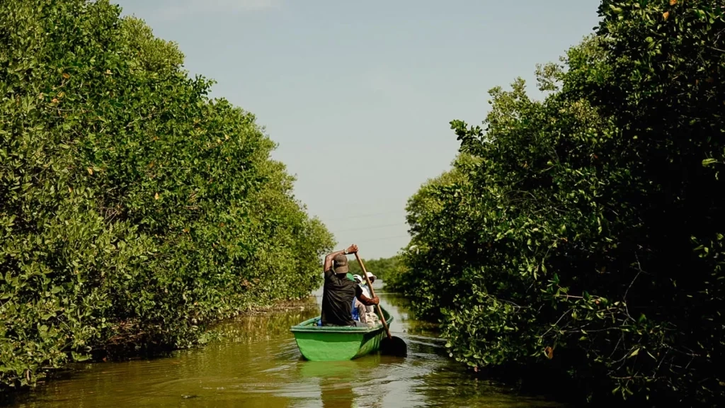 La Boquilla: mangroves and community at dawn